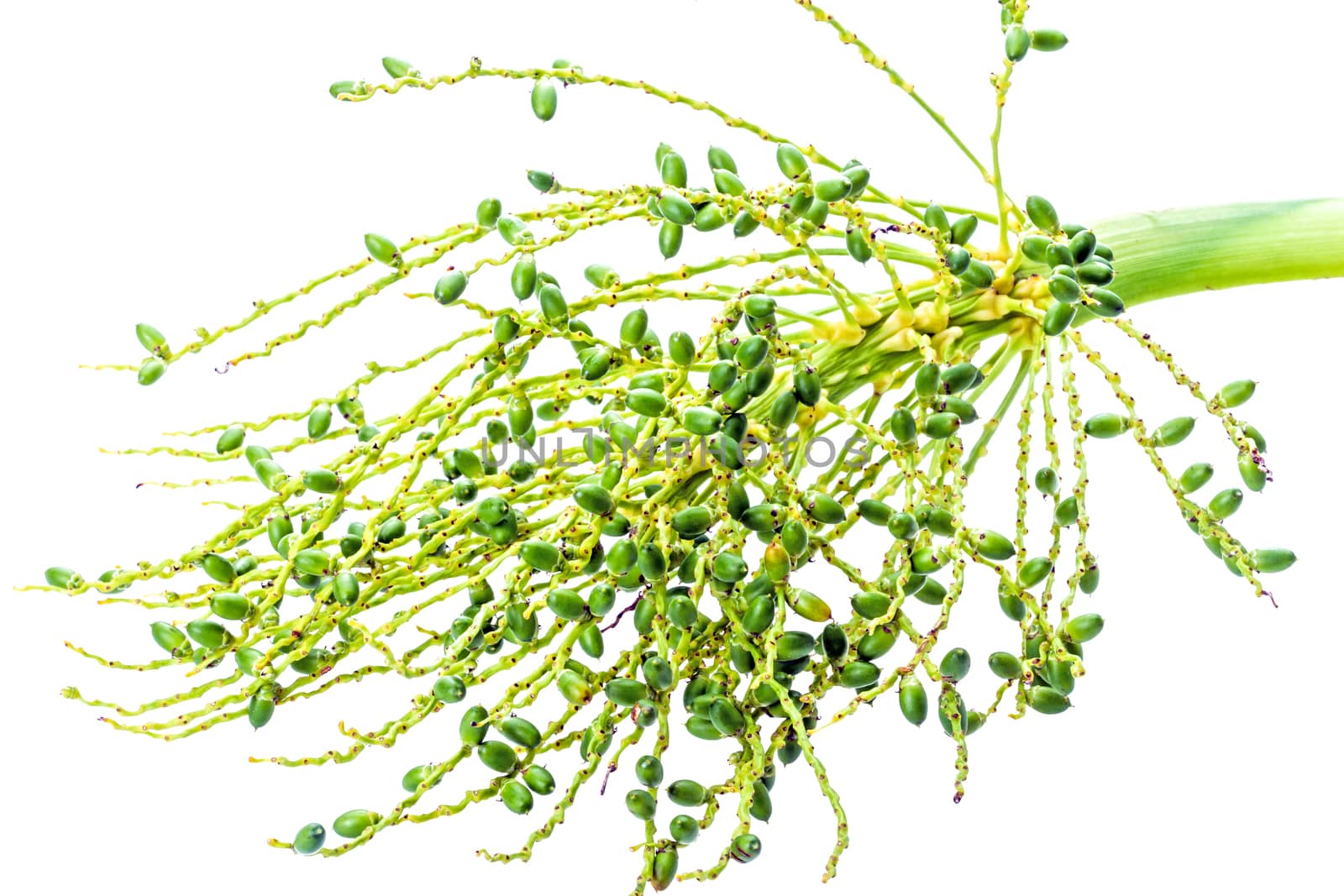 Palm seed bunch on white background - Phoenix roebelenii