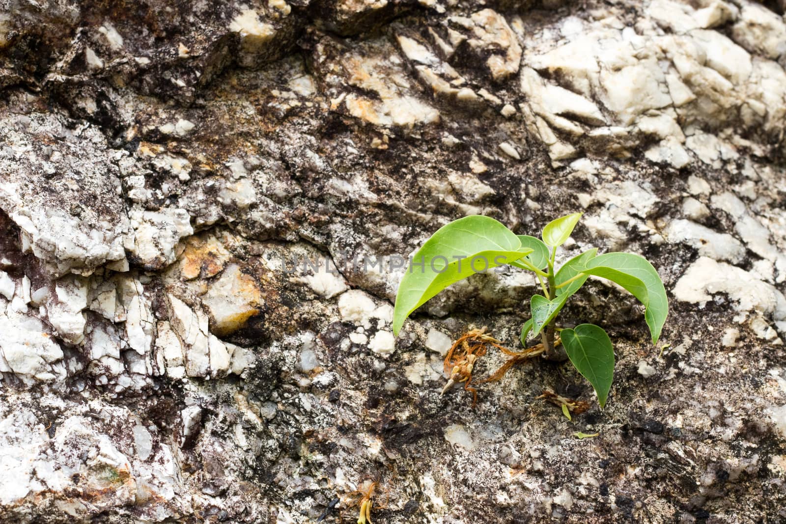 Green plant in the rocks wall by ZONETEEn