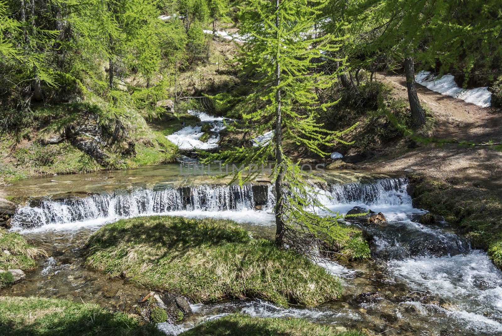 River in the forest of Devero Alp by Mdc1970