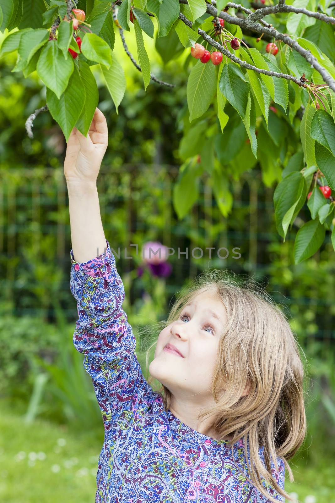 little girl picking a cherry in the garden