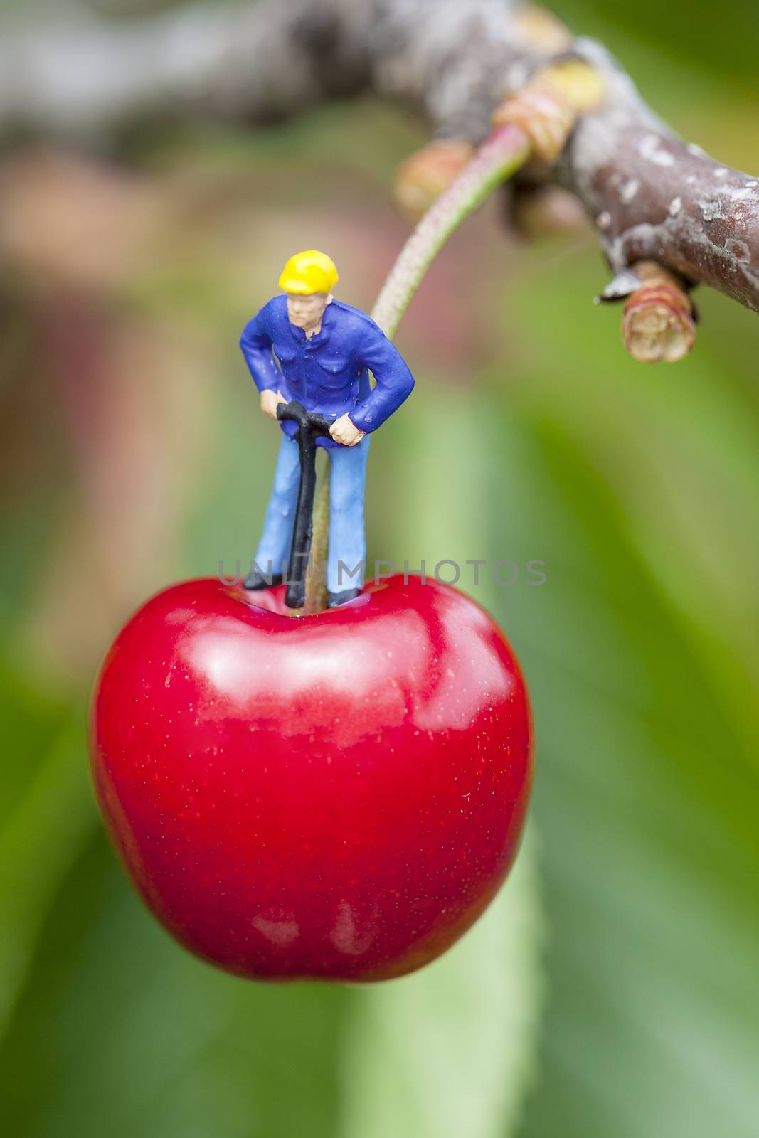 Cherry and workers on a cherry tree