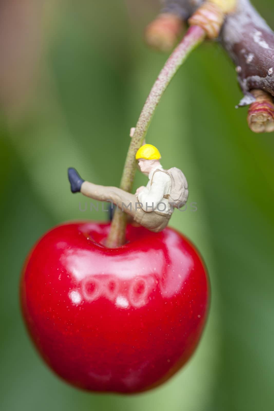 Cherry on a cherry tree branch with mountaineer