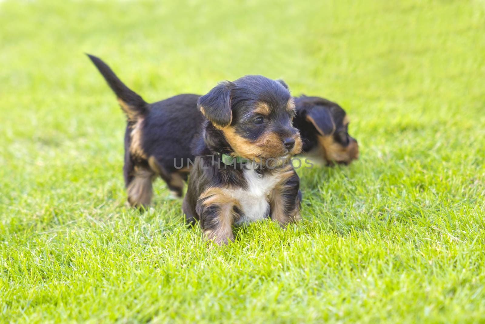 yorkshire silky terriers