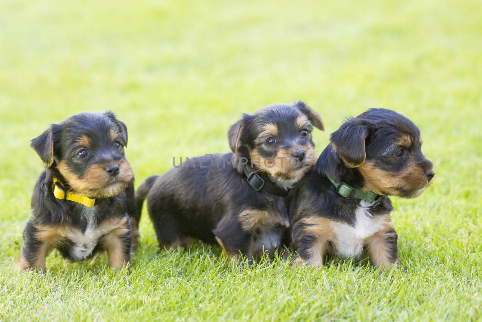 yorkshire silky terriers