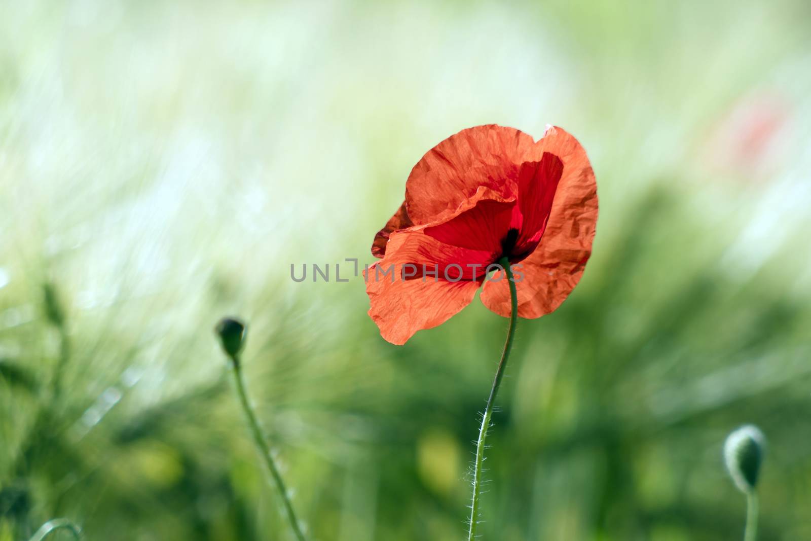 wild poppy flower 