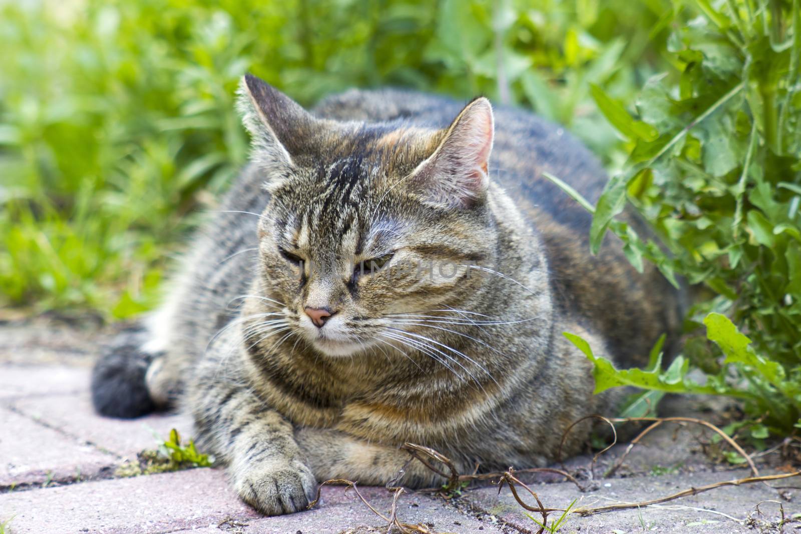 Cat resting in the garden