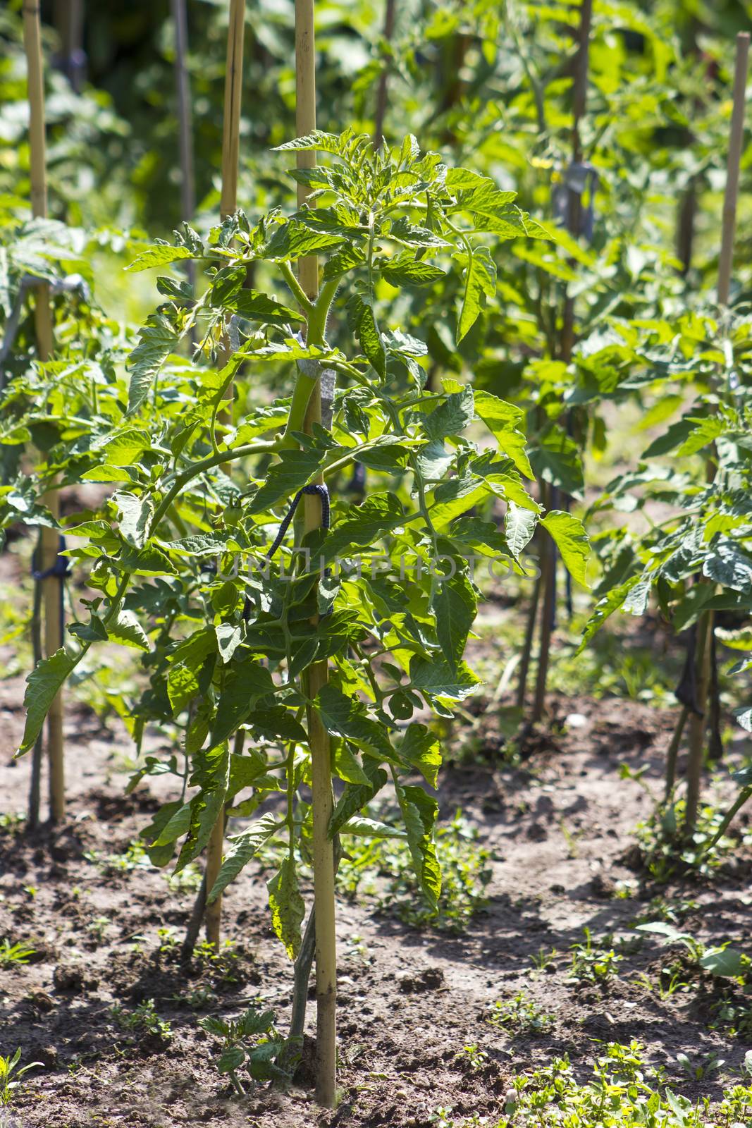 tomato plants in the garden  by miradrozdowski