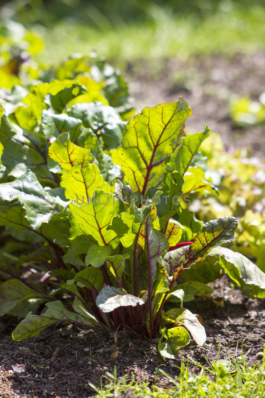 growing beetroot on the vegetable bed  by miradrozdowski