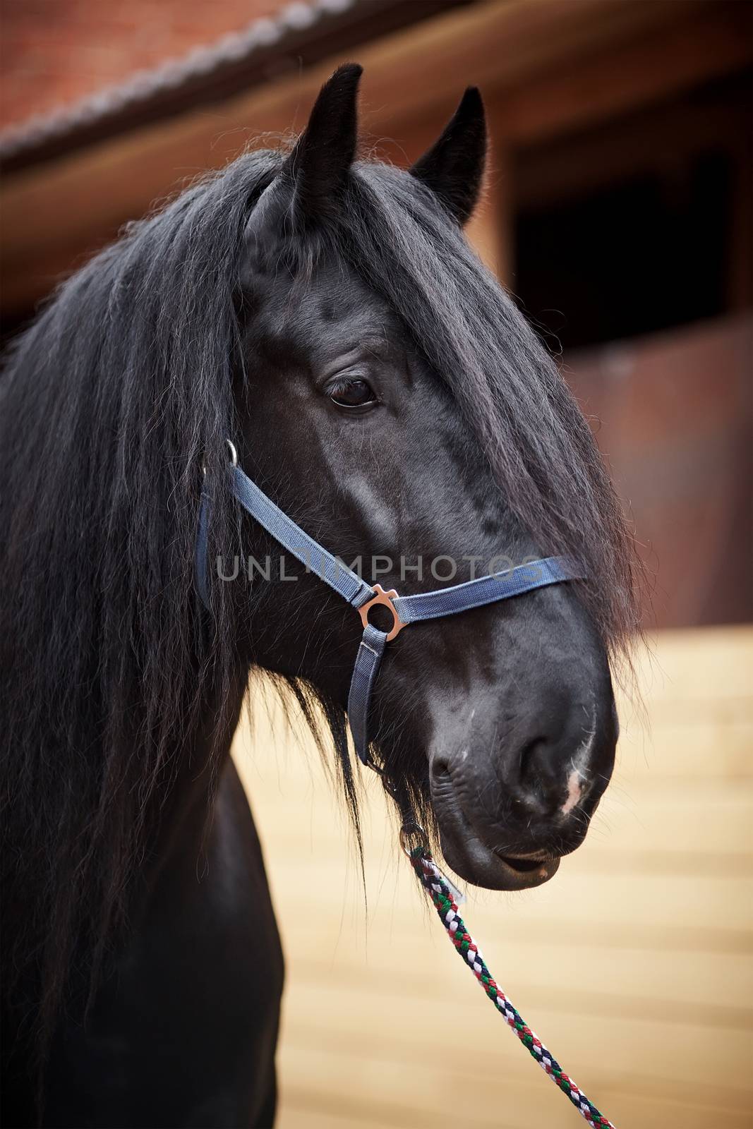 Portrait of a black stallion. by Azaliya