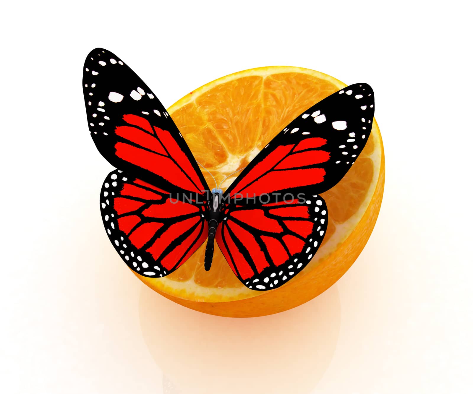 Red butterflys on a half oranges on a white background 