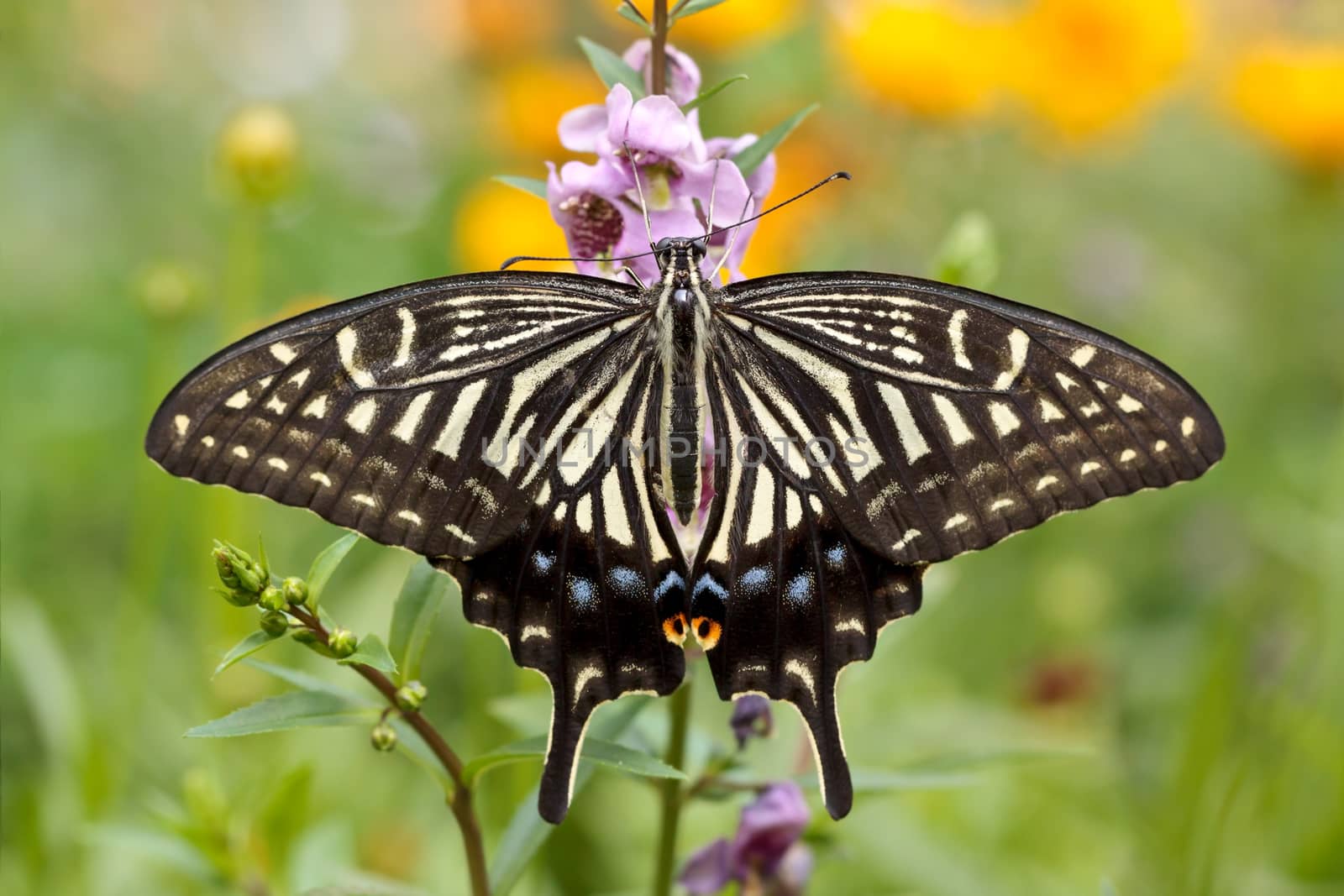 Swallowtail butterfly on a flower on blurry background
