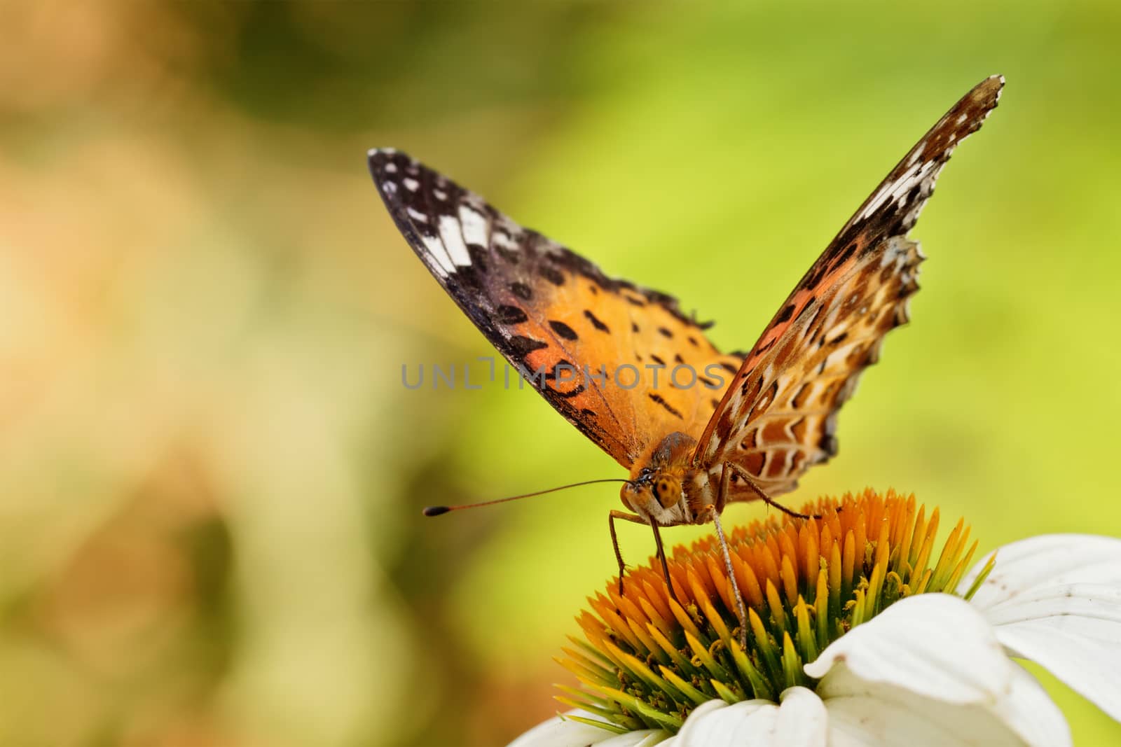Butterfly (Polygonia c-aureum) on a flower