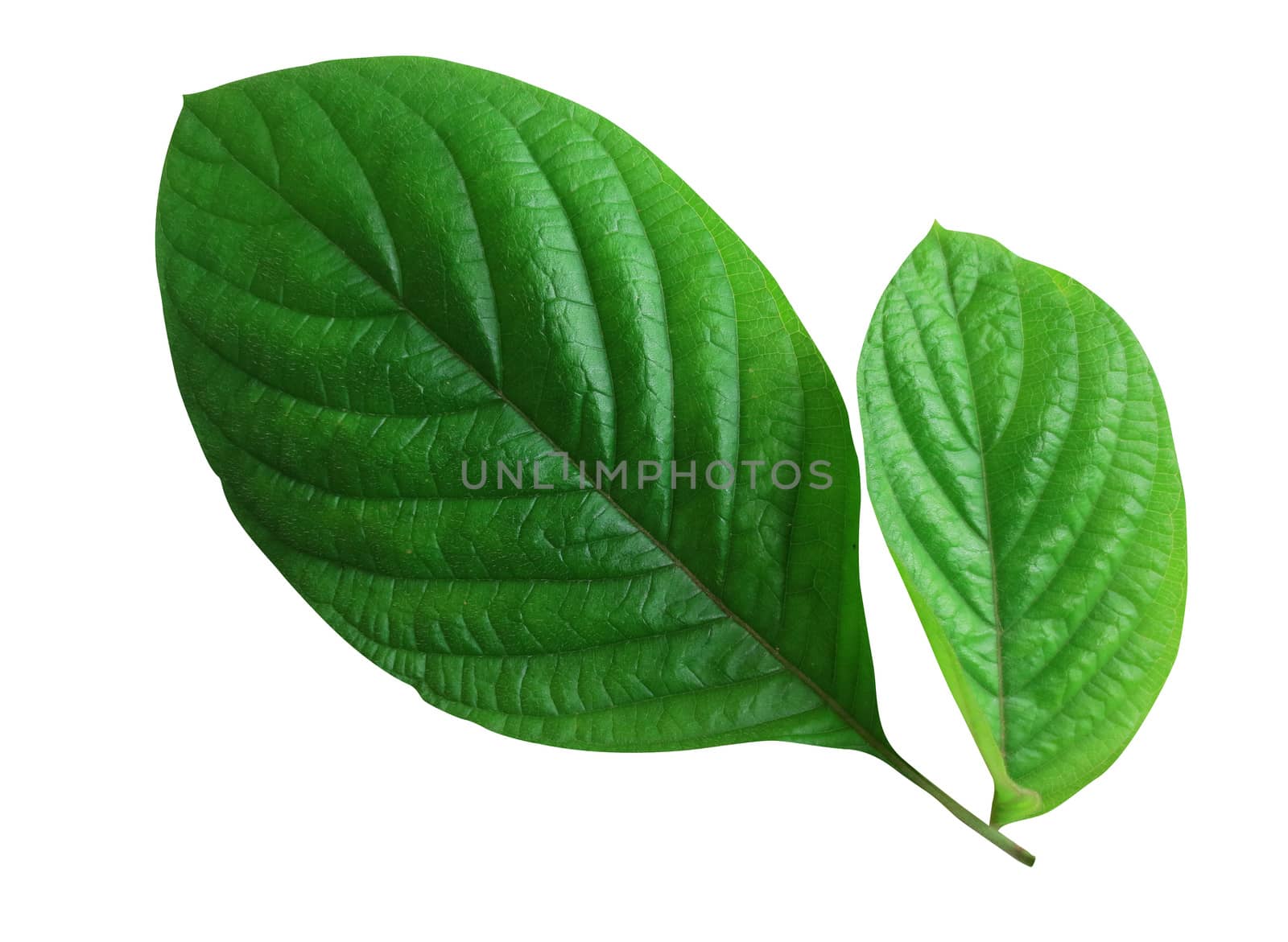 Beautiful green leaf isolated on white background
