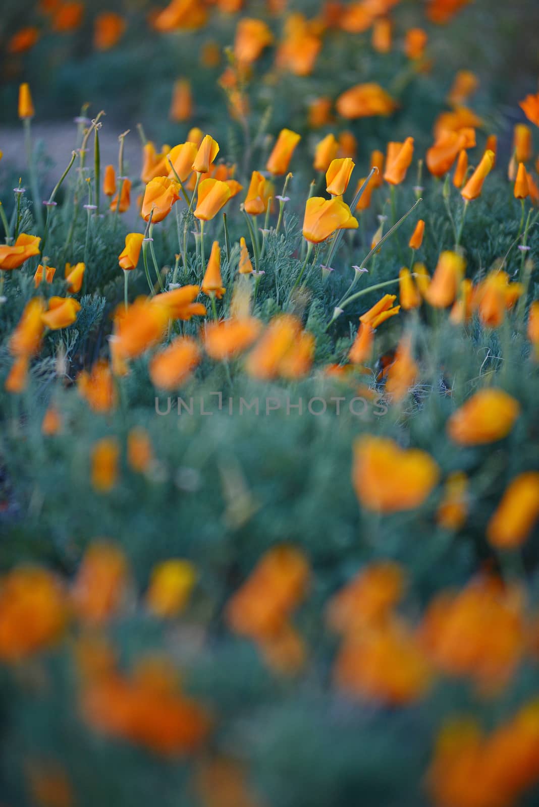 california poppy flower field at antelope valley poppy reserve