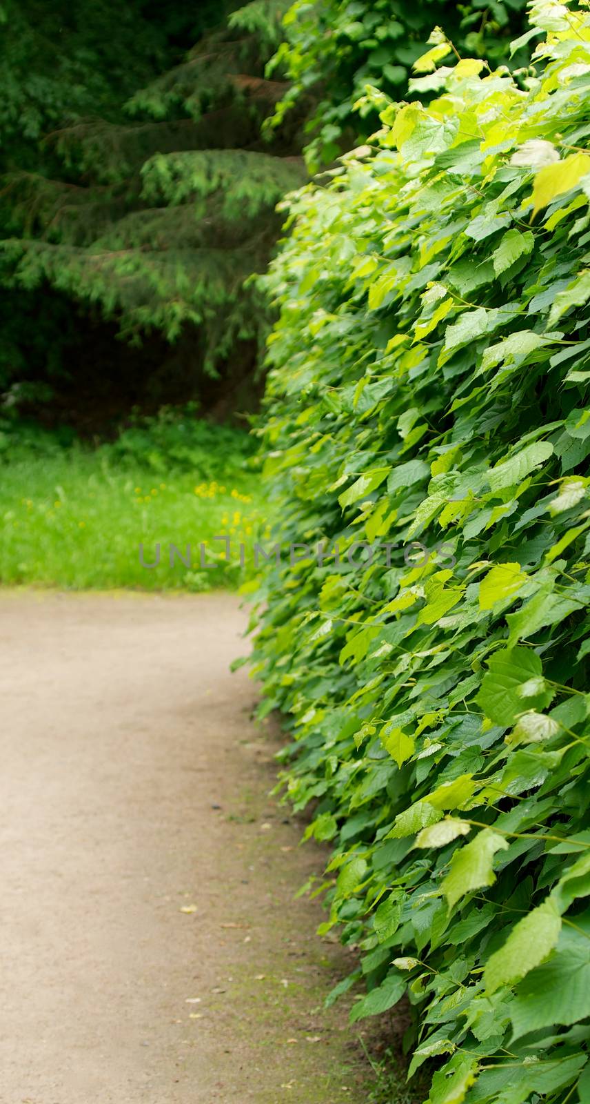 Hedge of Lush Foliage Bushes Along Sand Road Outdoors