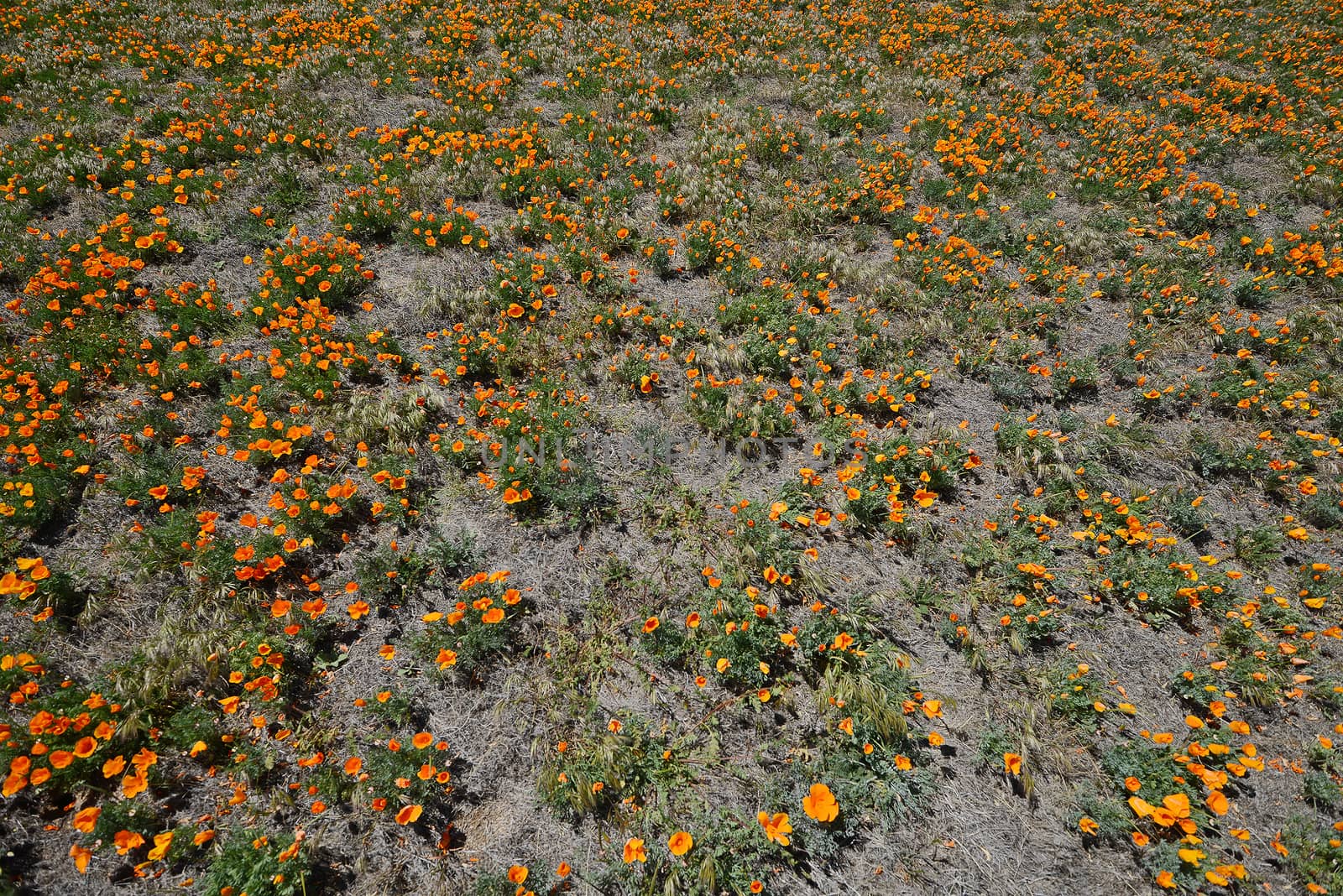 california poppies at antelope valley poppy reserve