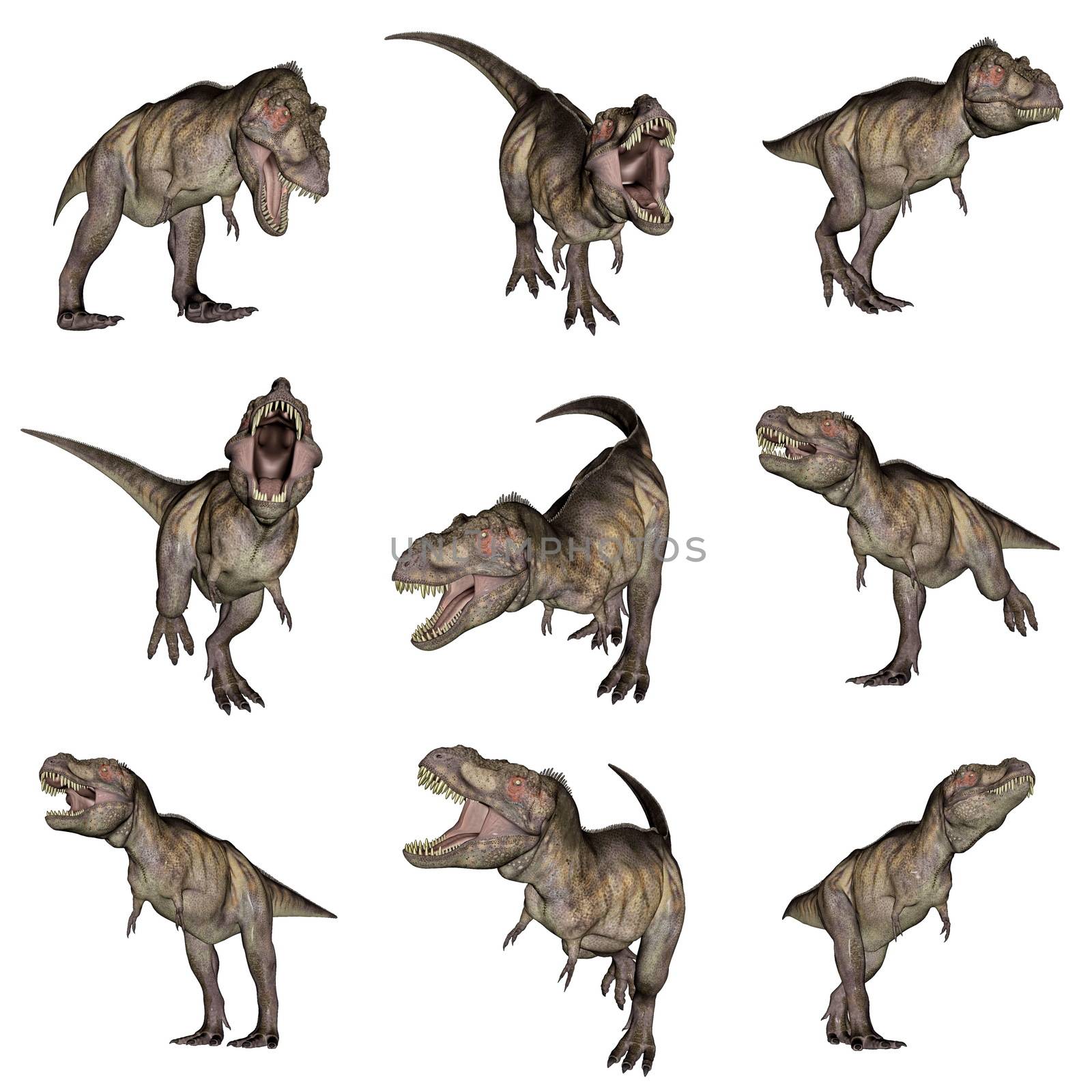 Set of nine tyrannosaurus rex dinosaurs in white background