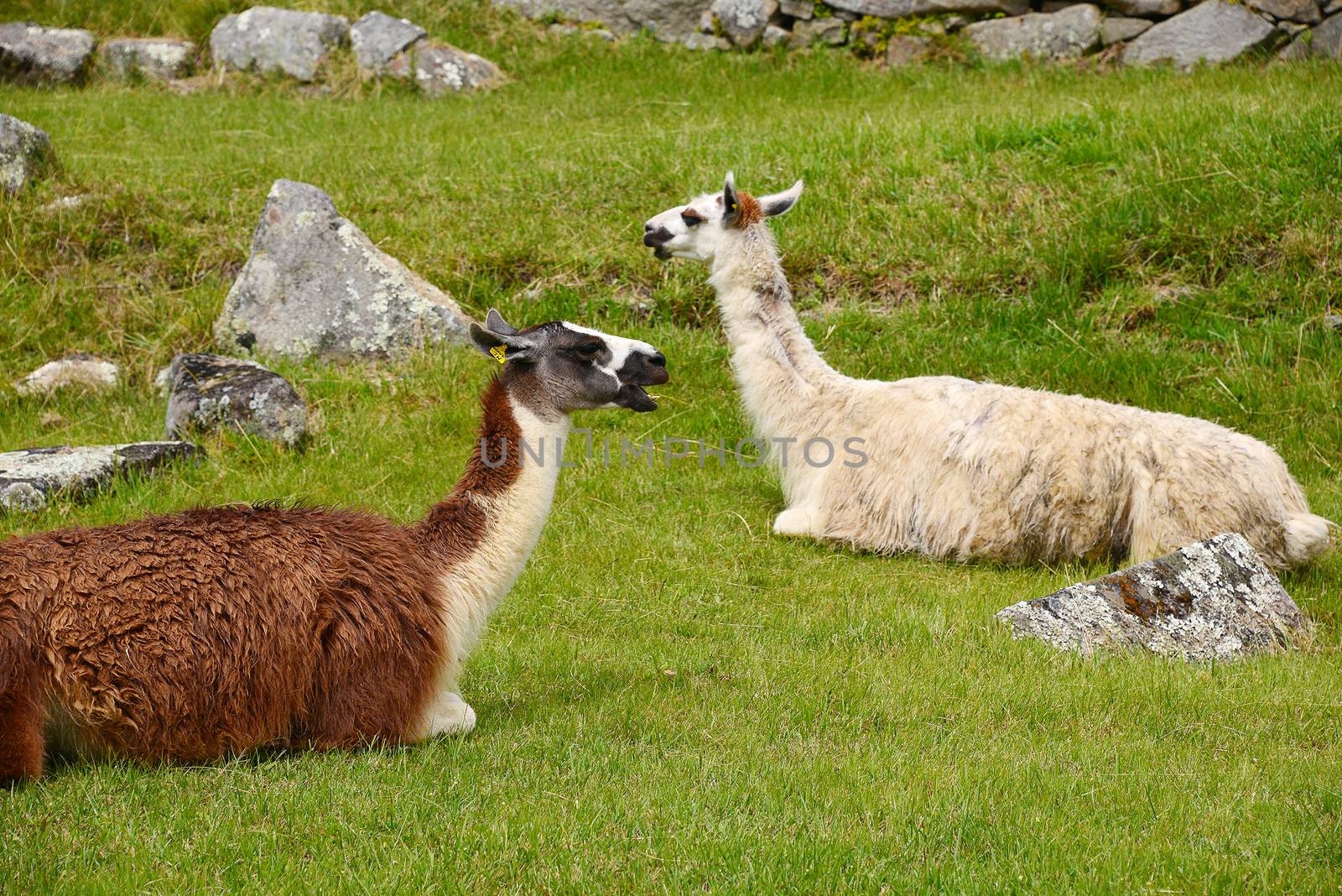 llama at peru inca ruins