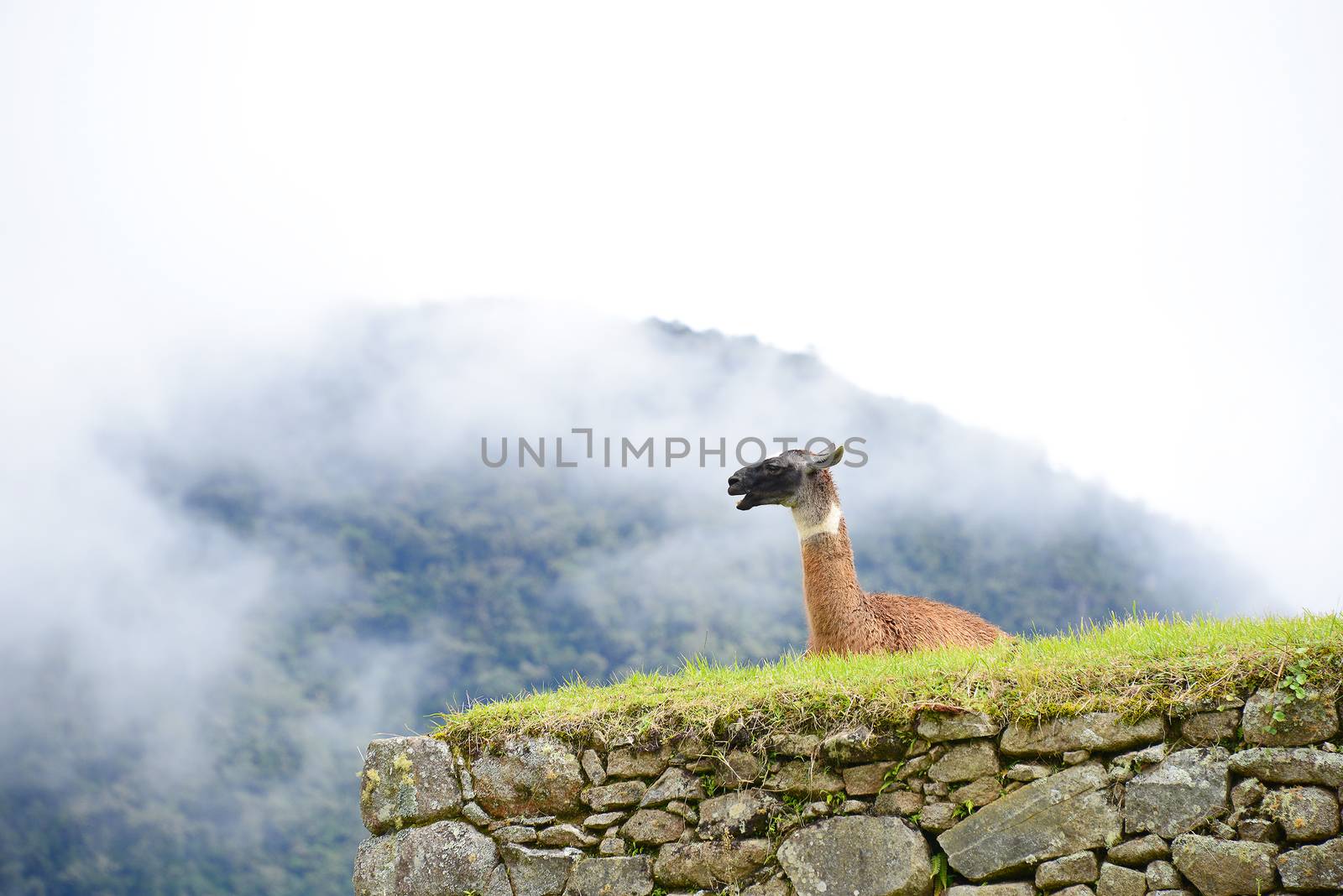 llama at peru inca ruins