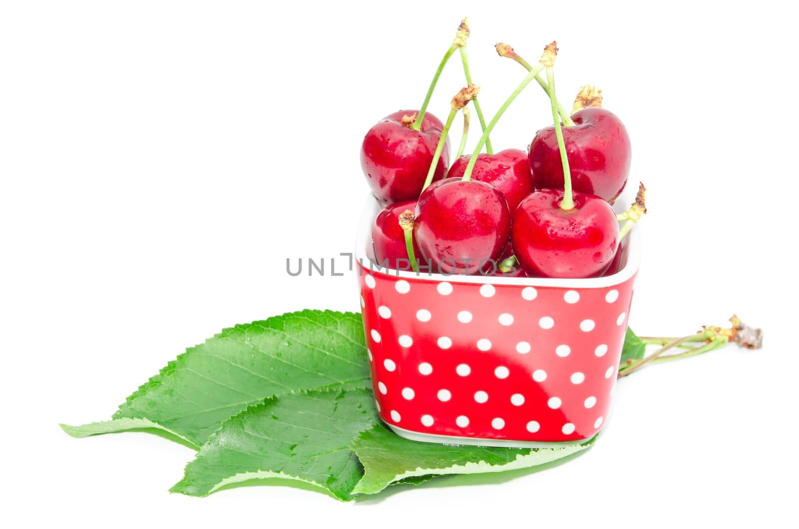 Natural organic summer nutrition for vegetarian gourmet big ripe cherry berry wet fruits in small square bowl dish isolated on white