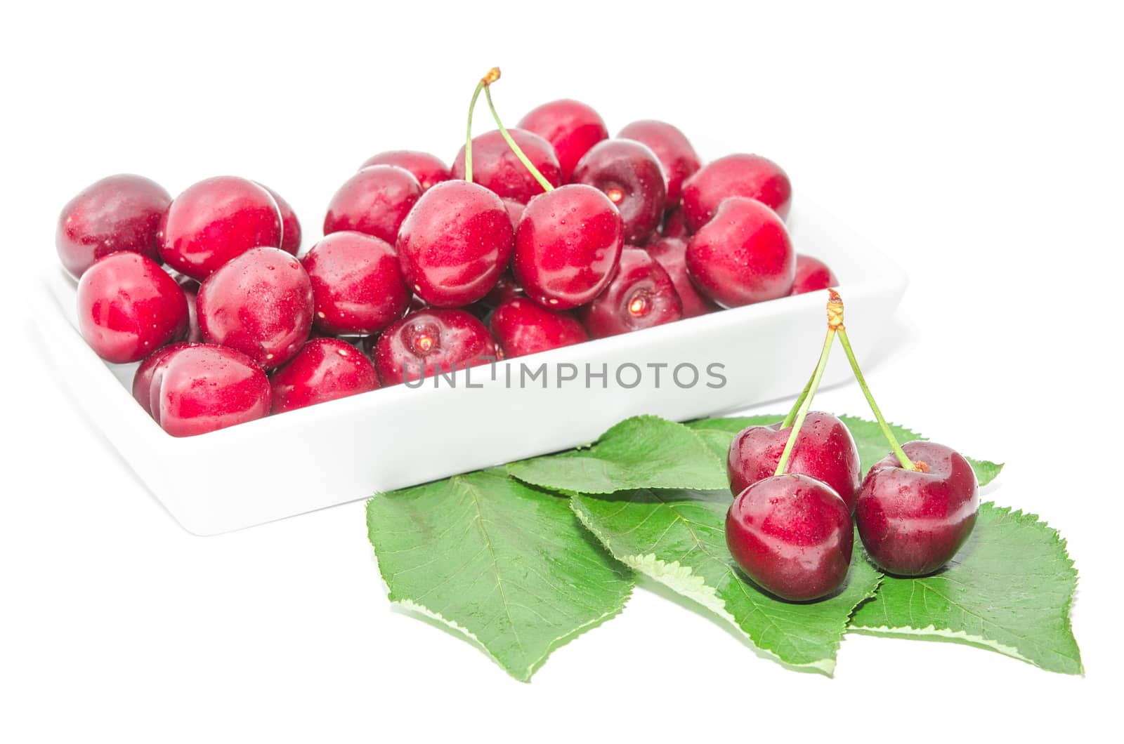 Dark vinous cherry berries served in square white dish on wet green foliage isolated