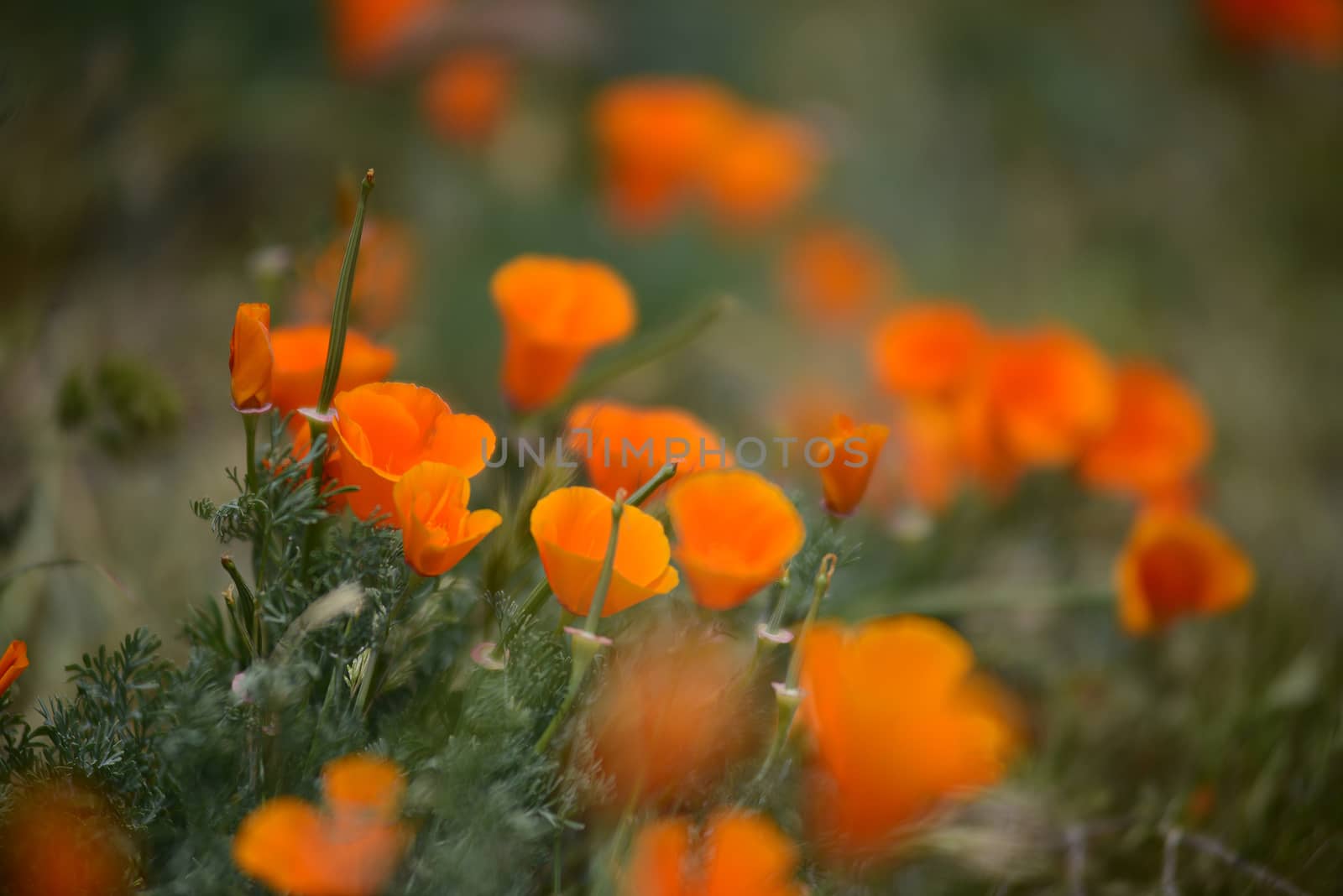 california poppies at antelope valley poppy reserve