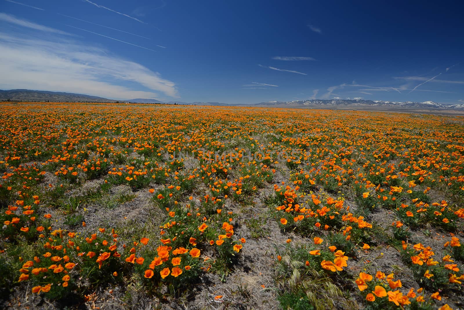 california poppy flower field at antelope valley poppy reserve