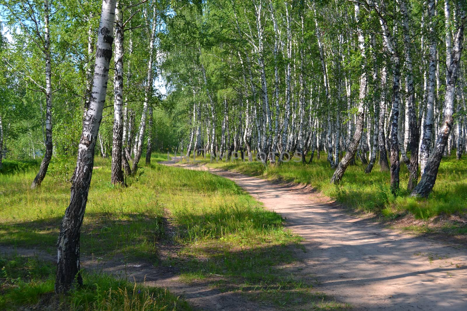 Footpath in the summer birch wood