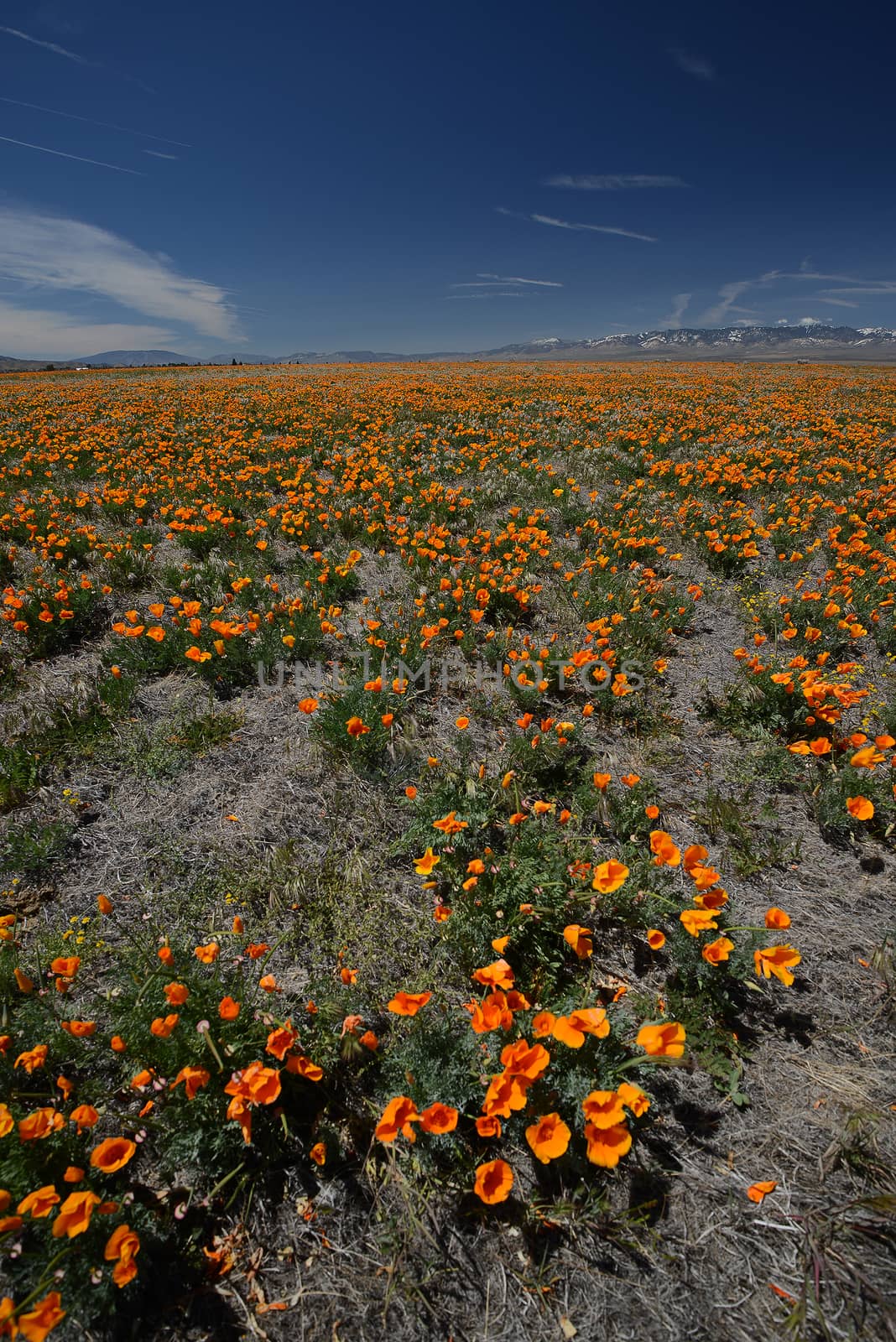 california poppy flower field at antelope valley poppy reserve