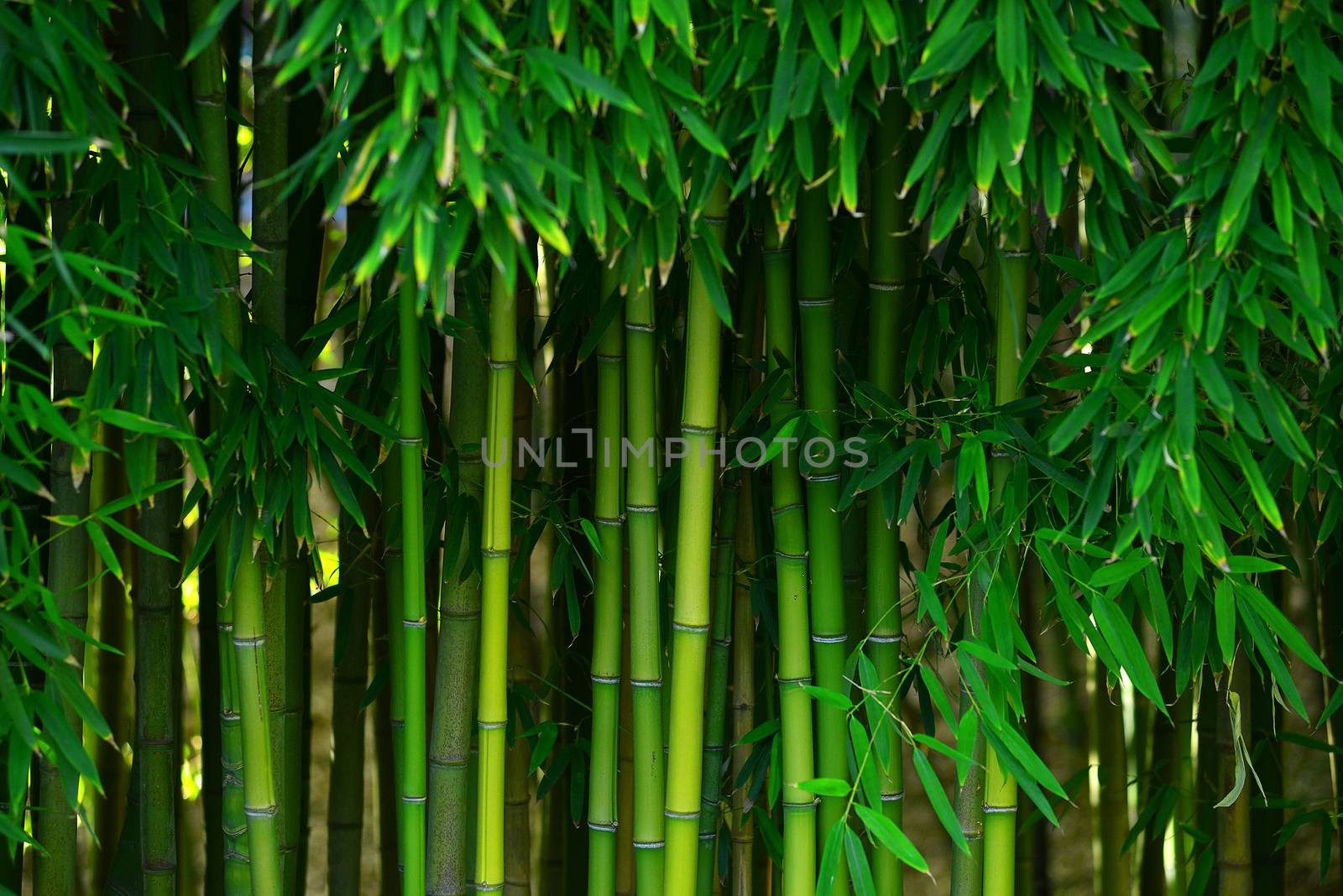 green bamboo stem in a japanese garden