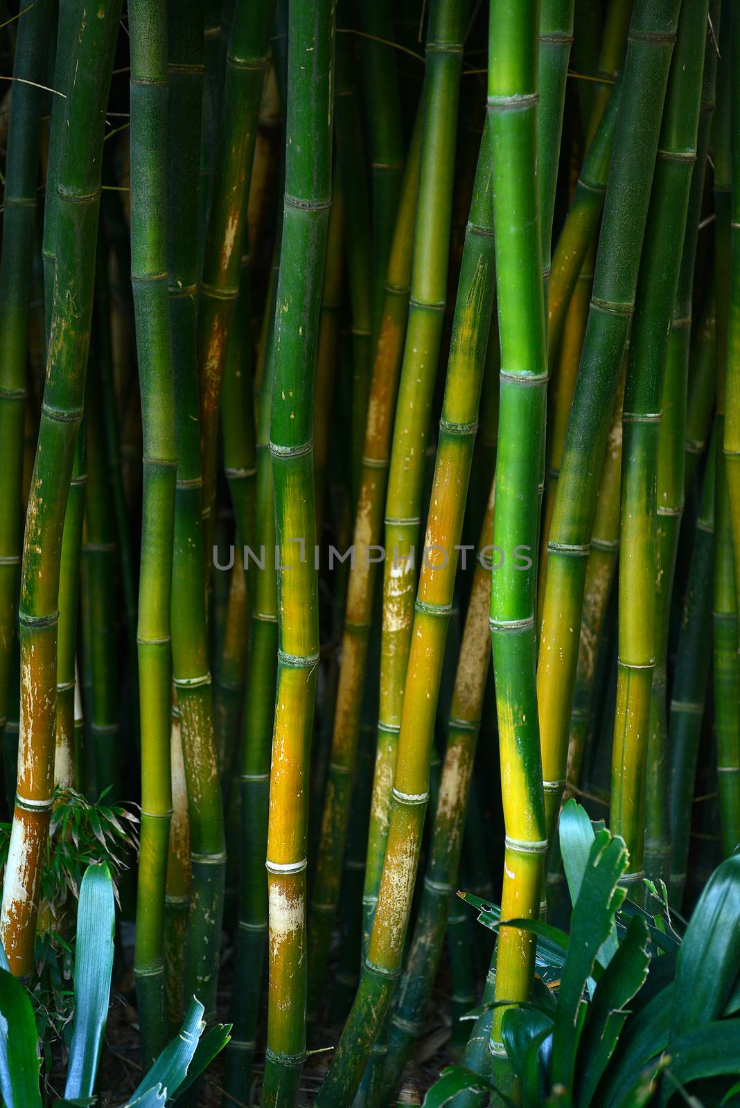 bamboo forest by porbital