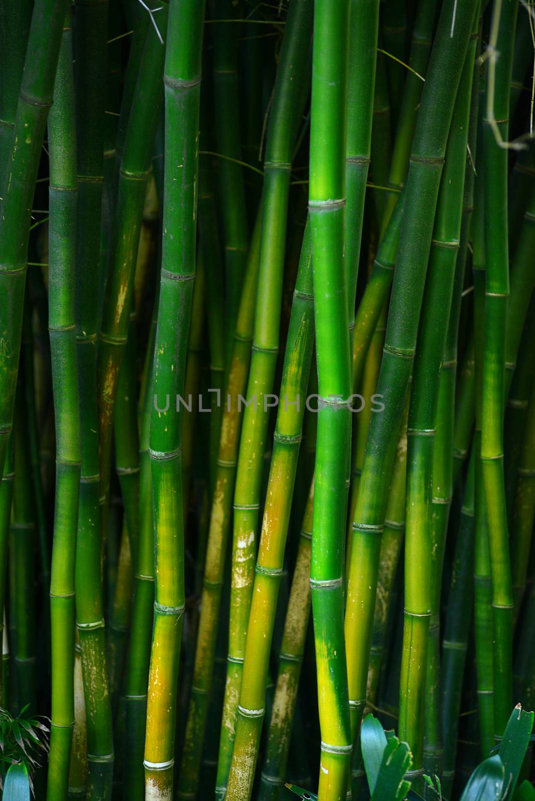 green bamboo stem in a japanese garden