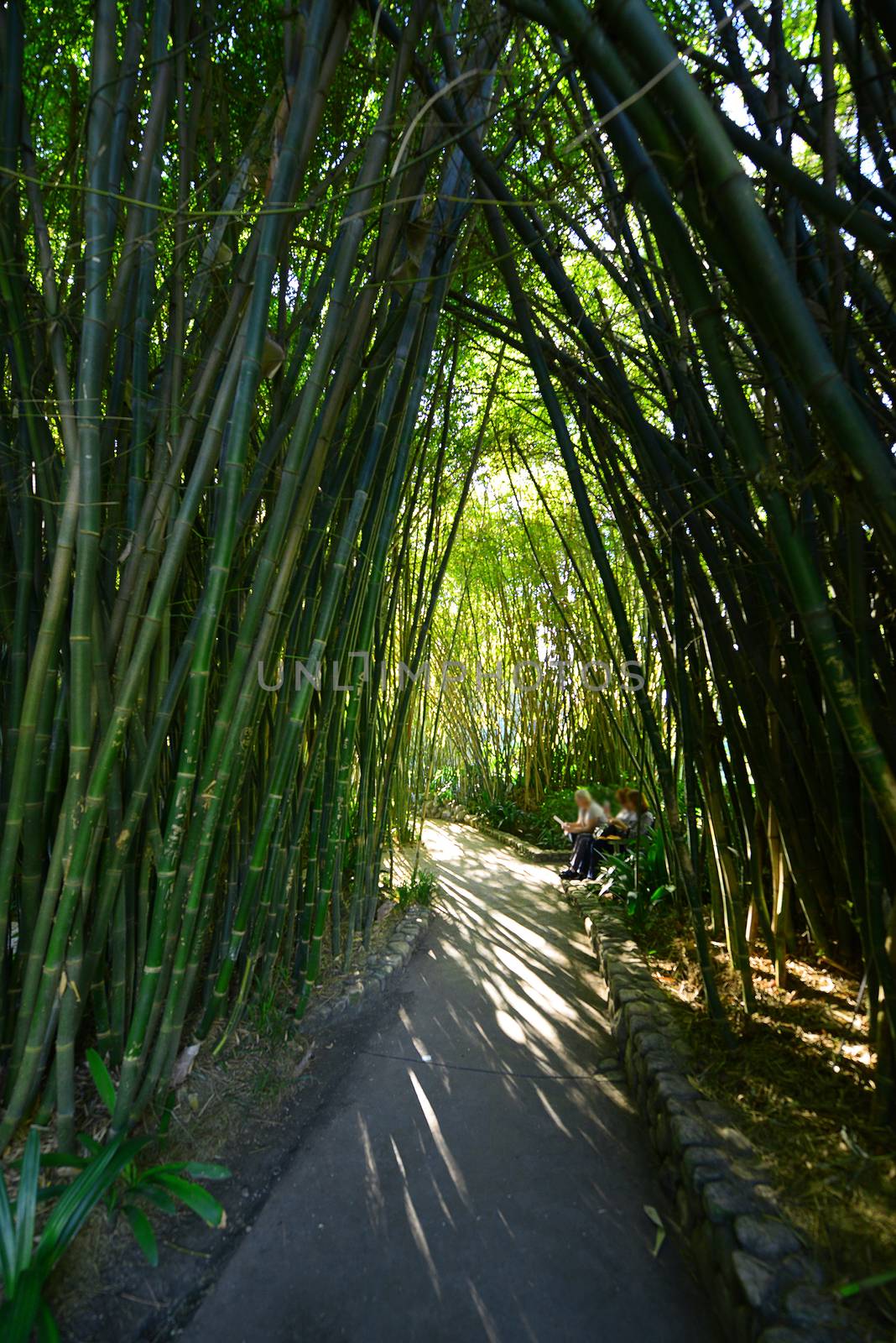 bamboo tree tunnel in a japanese garden