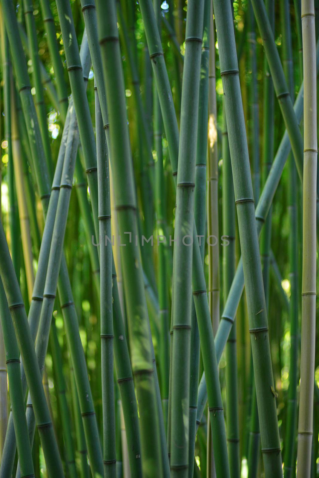 green bamboo stem in a japanese garden