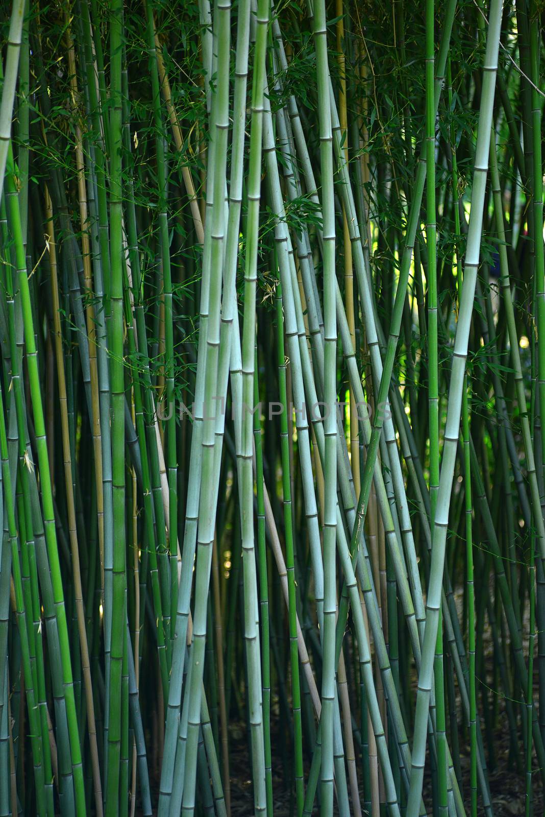 bamboo forest by porbital