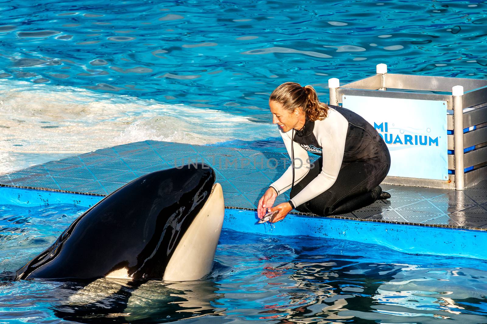 MIAMI,US - JANUARY 24,2014: Lolita,the killer whale at the Miami Seaquarium.Founded in 1955,the oldest oceanarium in the United States,the facility receives over 500,000 visitors annually 