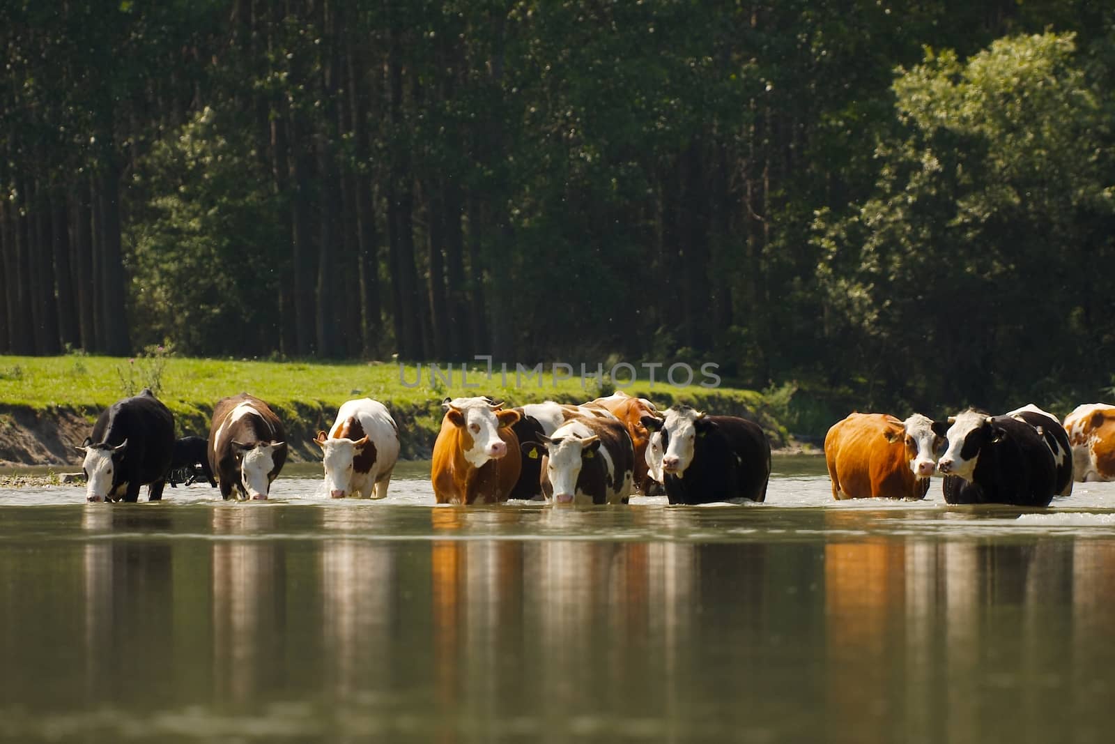 Cows in the water by Gudella