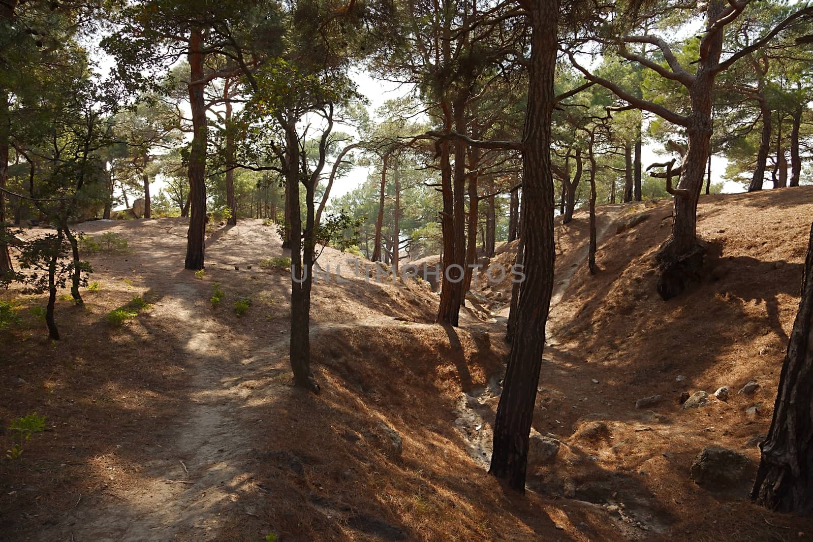 Footpath going through a forest