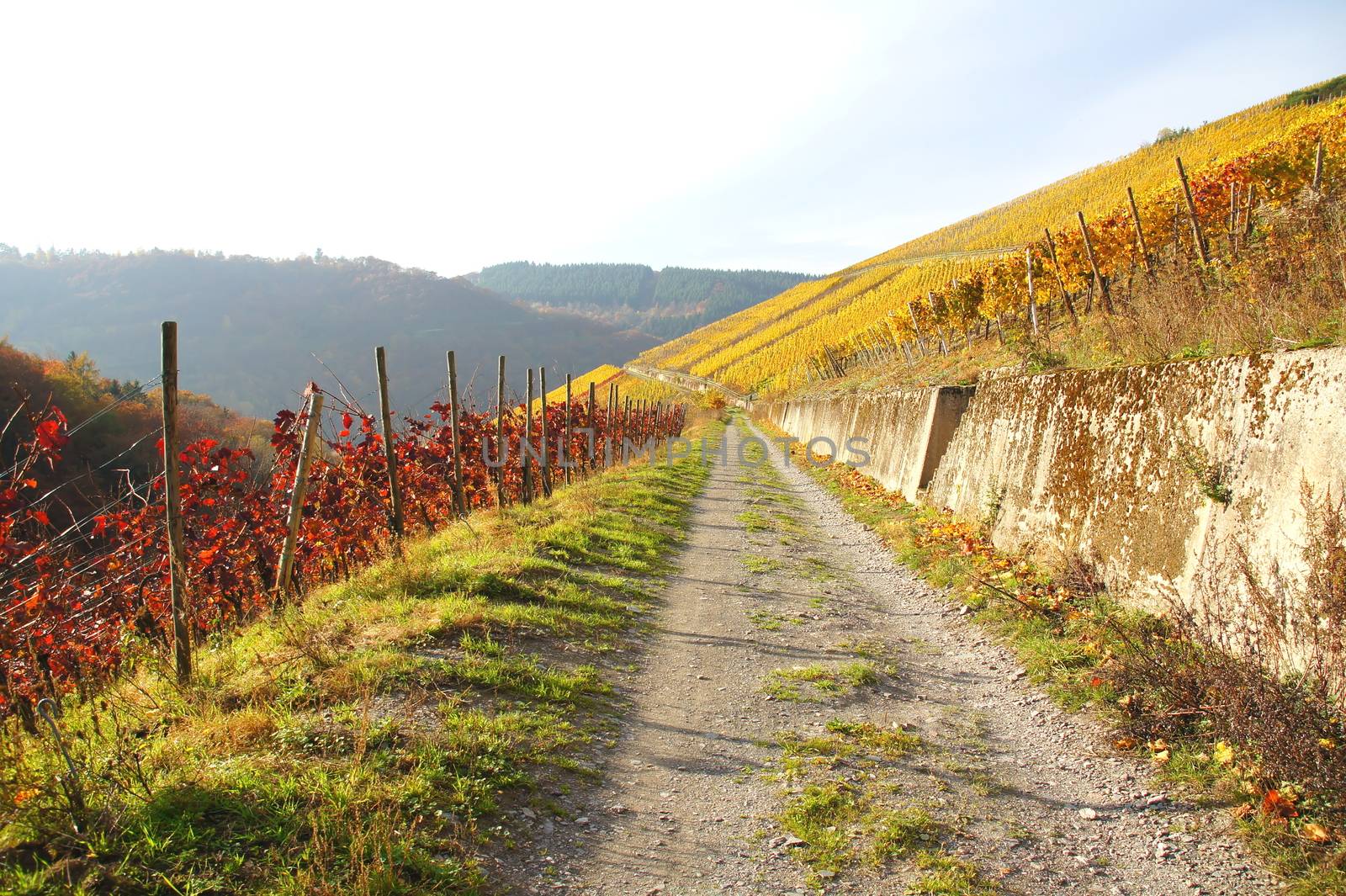 Weg durch die herbstlichen Weinberge
