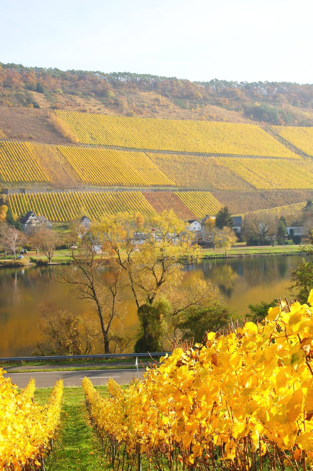 Traben-Trarbach Rissbach im Herbst aus den Wolfer Weingärten gesehen
