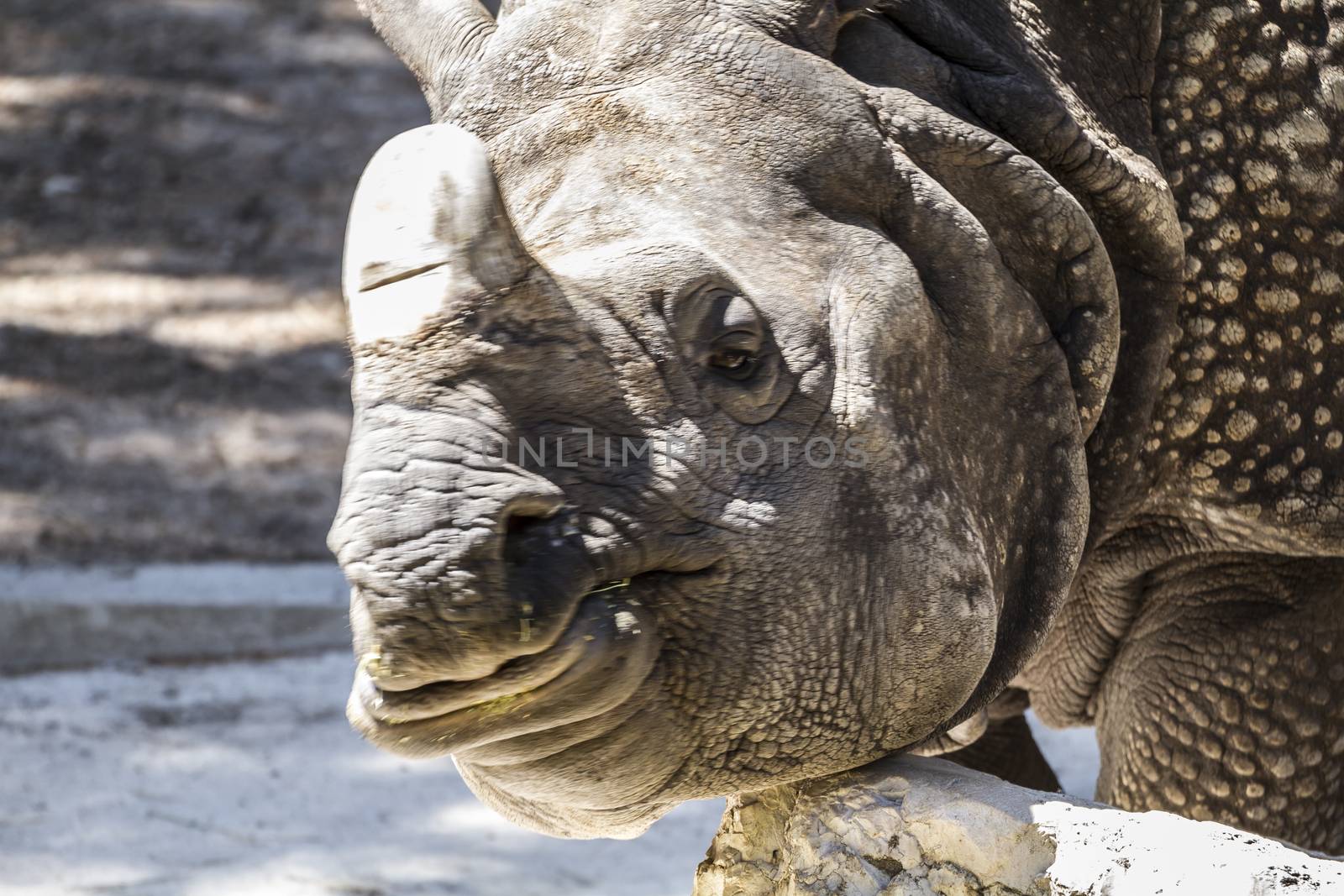 horned, danger, Indian rhino with huge horn and armor skin by FernandoCortes