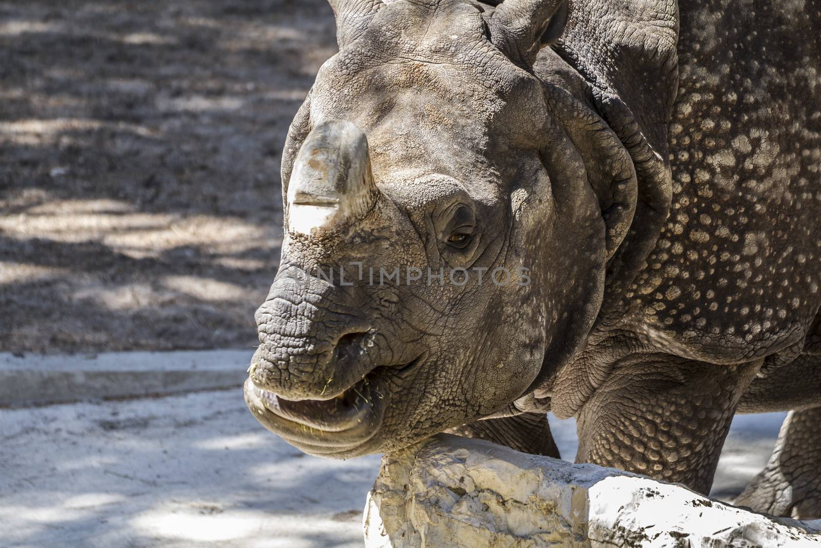 pachyderm, danger, Indian rhino with huge horn and armor skin by FernandoCortes