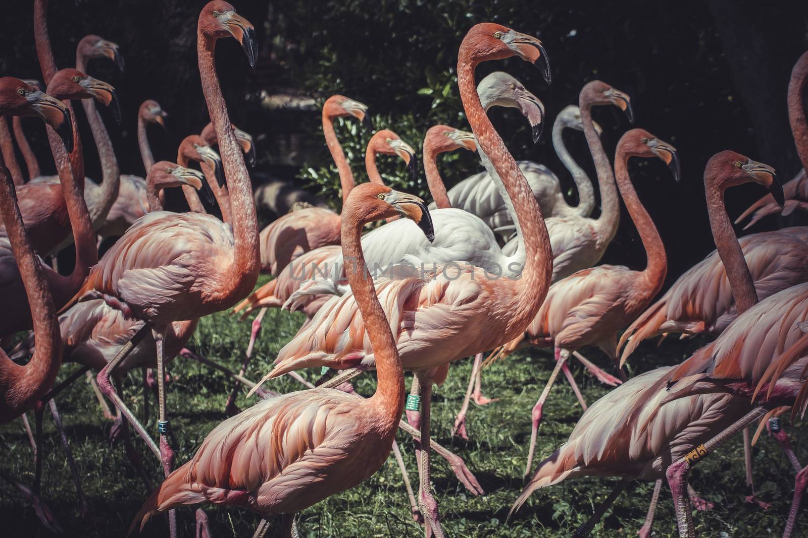 group of flamingoes with long necks and beautiful plumage by FernandoCortes