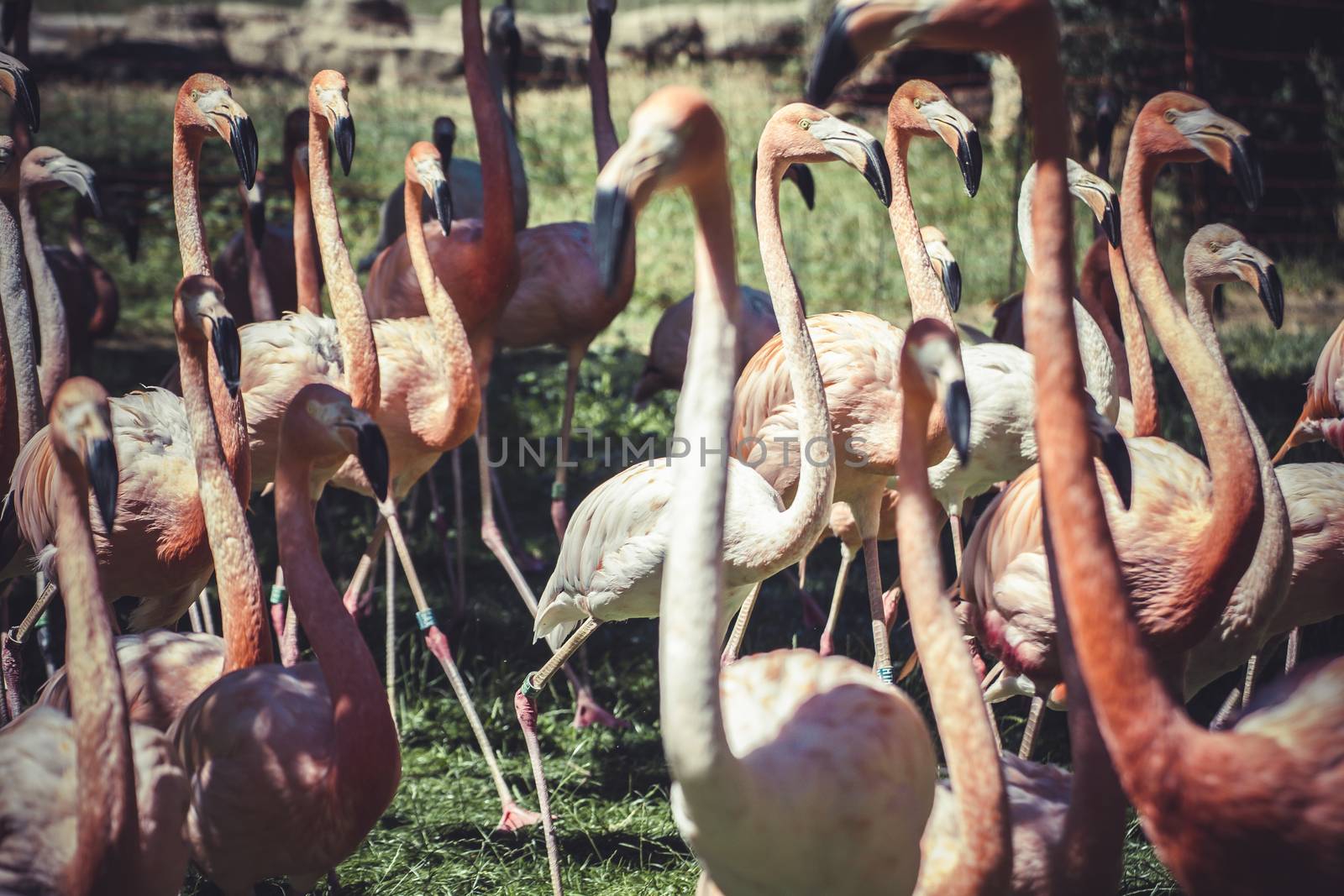exotic group of flamingos with long necks and beautiful plumage by FernandoCortes