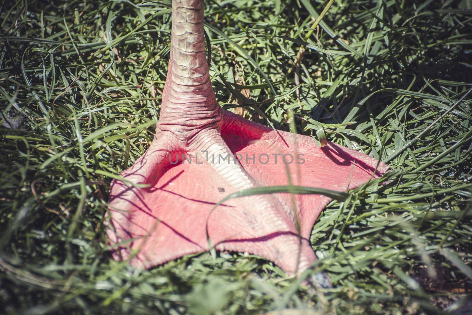 detail flamingo leg resting on the grass by FernandoCortes