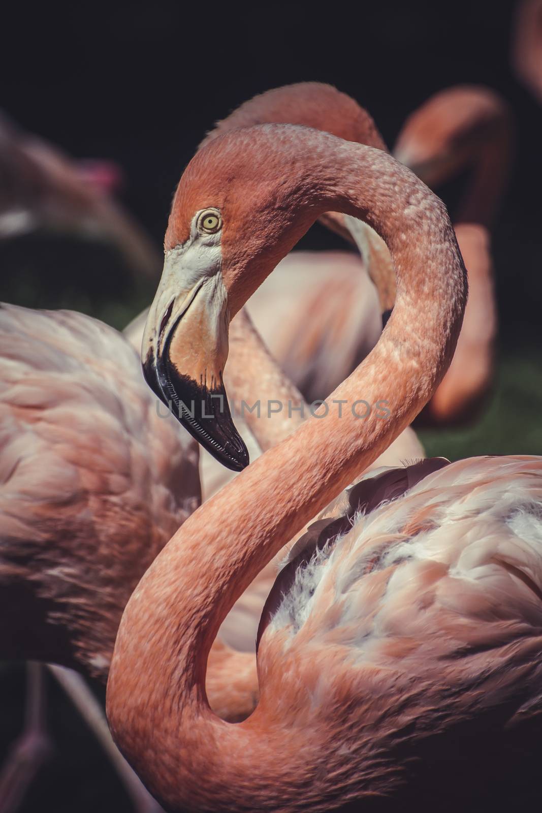 detail of flamingo head with long neck by FernandoCortes