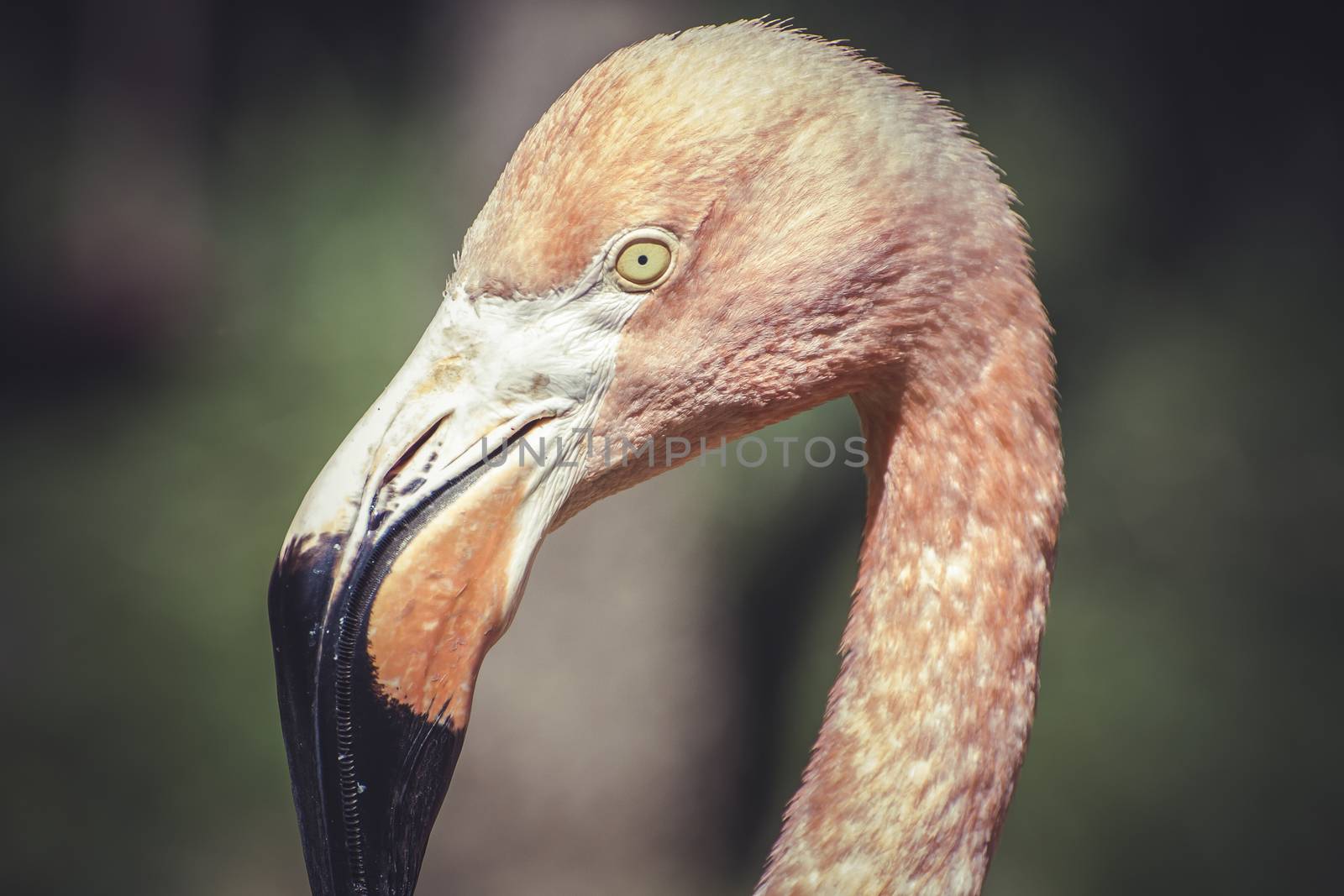 caribbean, detail of flamingo head with long neck