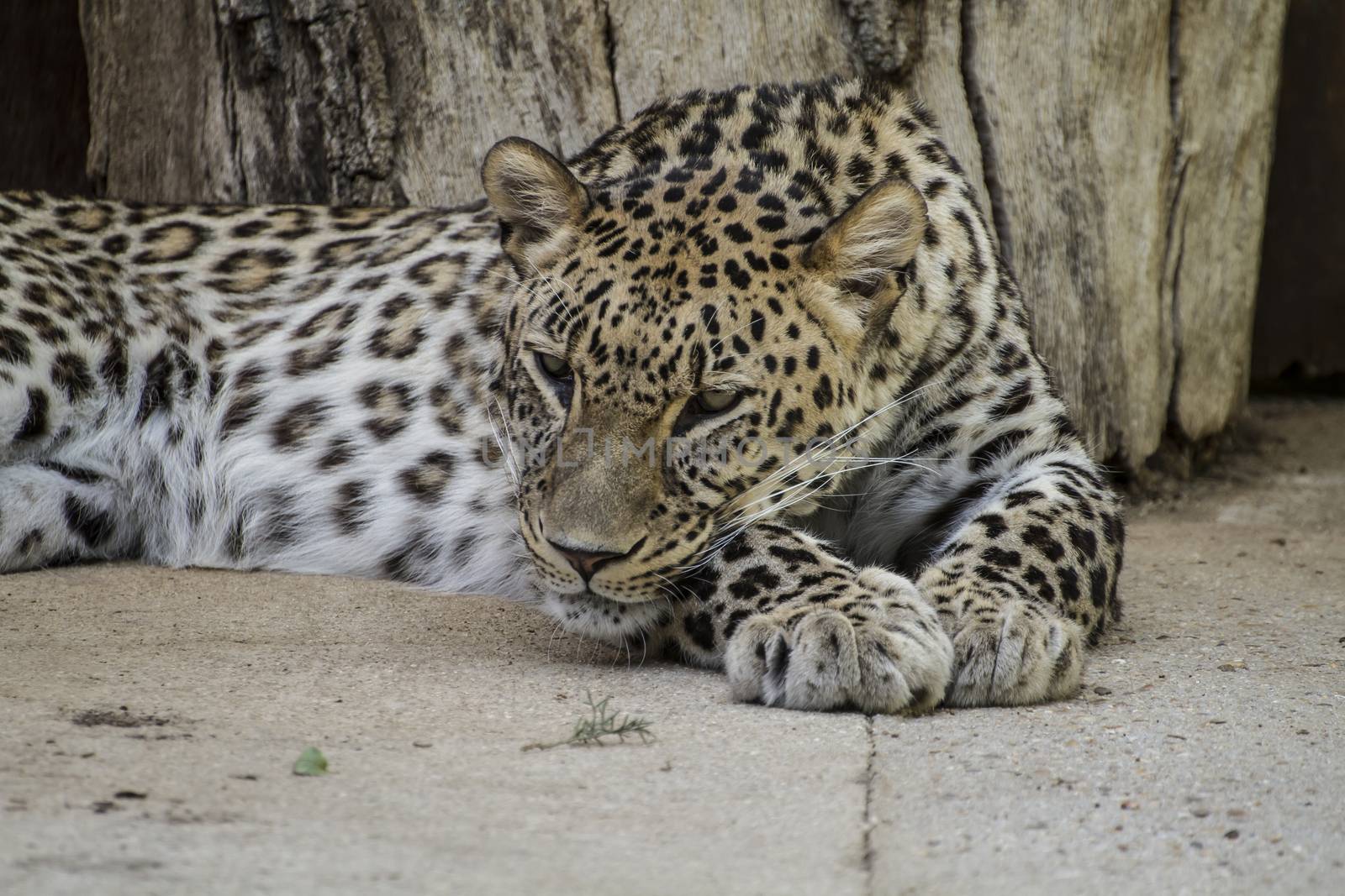Powerful leopard resting, wildlife mammal with spot skin by FernandoCortes
