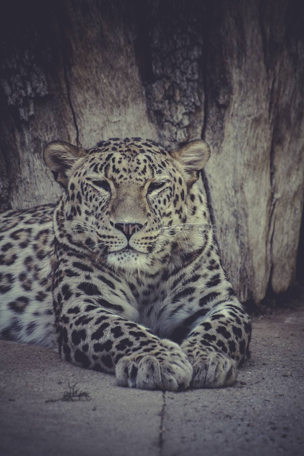 Powerful leopard resting, wildlife mammal with spot skin