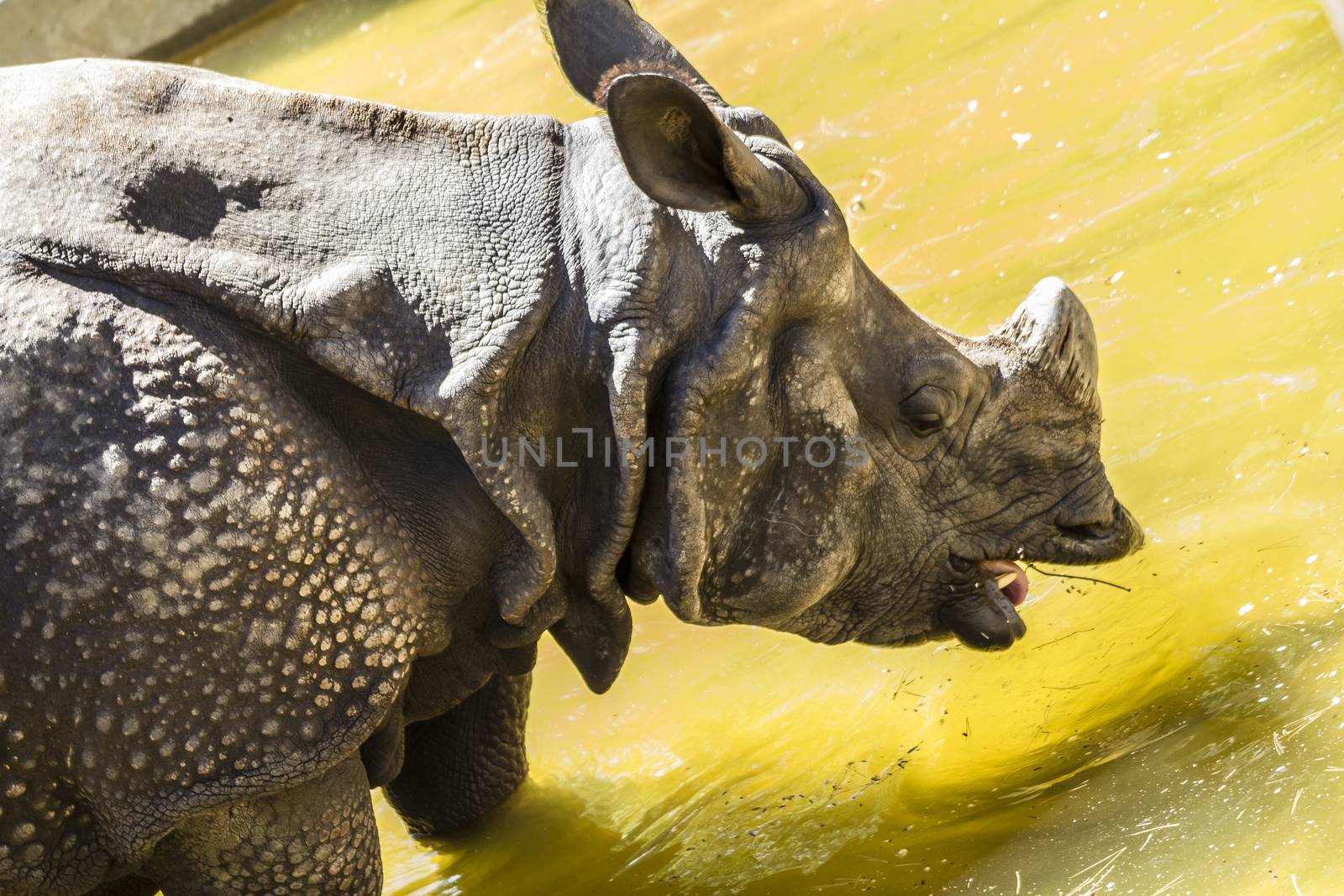 Indian rhino with huge horn and armor skin by FernandoCortes